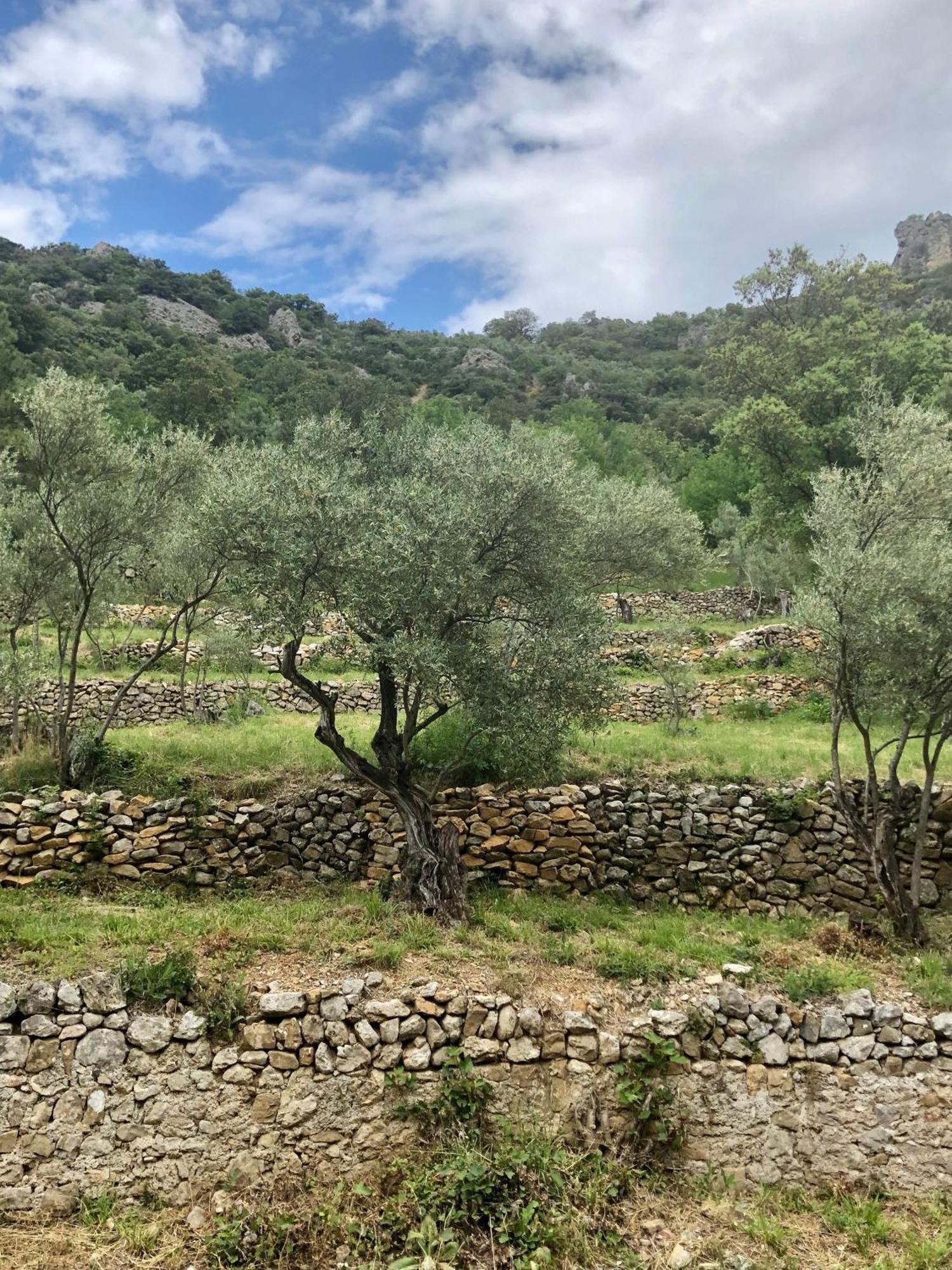 Charmante Maison A Saint Guilhem Le Desert Экстерьер фото